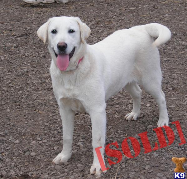 AKC LAB PUPS CHAMPION BLOODLINES AKC SUMMER  DENVER PUPS